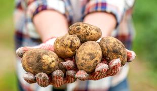 Odkrili največji krompir na svetu, iz njega bo nastala vodka