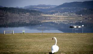 Pri pticah v Sloveniji se je pojavila nova oblika ptičje gripe