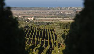 Italijani za boljši posel v svoje vinograde vabijo arheologe
