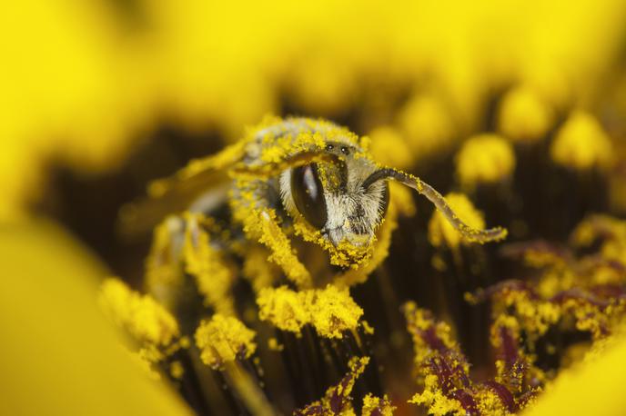 čebele | Foto Getty Images