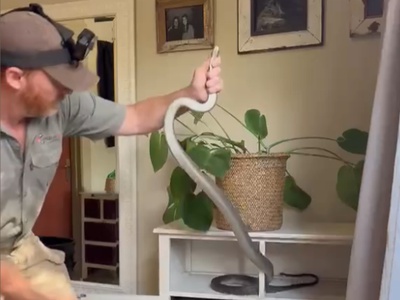 Prizor, ki zmrazi: v omari se je več tednov skrivala črna mamba #video