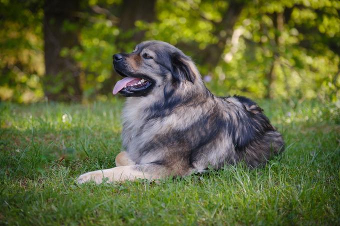 kraški ovčar, pes | Foto: Shutterstock