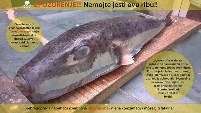 Srebrnoproga napihovalka | Foto: Hrvaški inštitut za oceanografijo in ribištvo