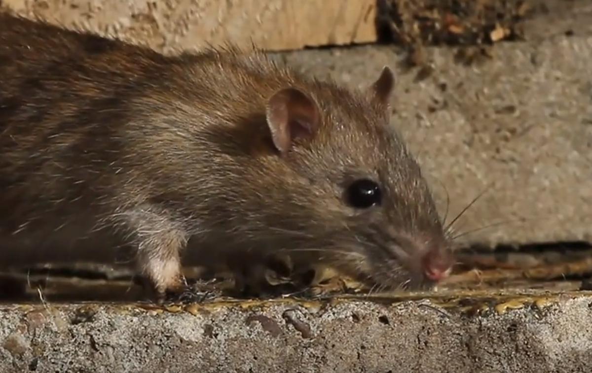 Podgana | Niti Bela hiša ni imuna proti strmi rasti števila podgan v ameriškem glavnem mestu | Foto Planet TV