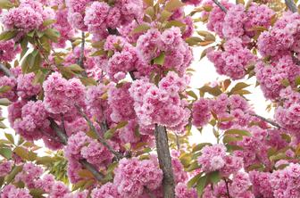 Instagram jih ljubi, narava ne: kaj je narobe z japonskimi češnjami?