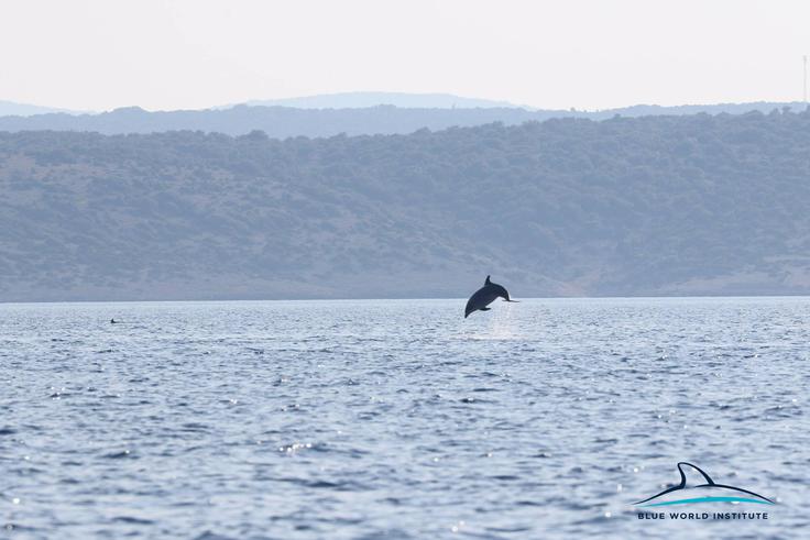 Delfini, Lošinj | Foto: Plavi svijet