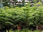 sobna smreka (Araucaria heterophylla)