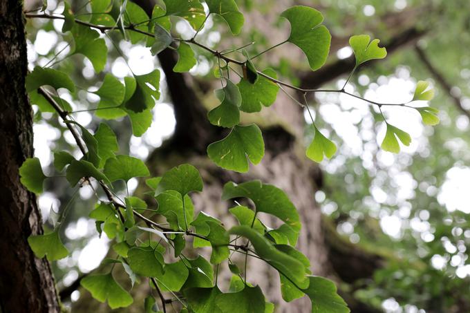 Ženski primerek drevesa vrste dvokrpi ginko (ginkgo biloba). | Foto: STA