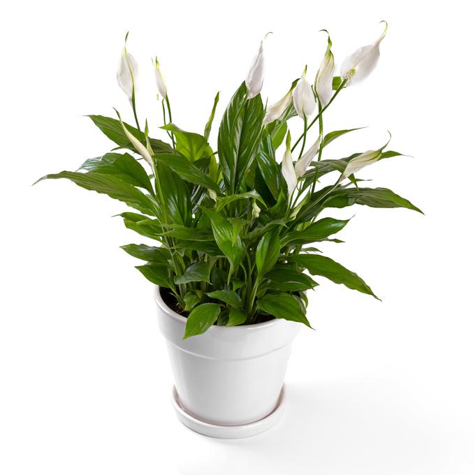 Lončnica, imenovana spatifil, velja za eno od rastlin, ki zmanjšujejo stres. | Foto: Getty Images