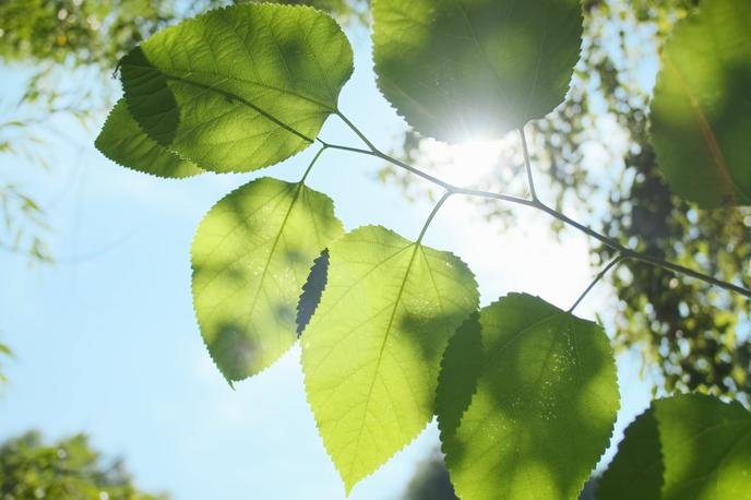 Sonce. Vreme. Pomlad. Hribi. | Danes popoldne se bo ponekod ogrelo do 22 stopinj Celzija. | Foto Shutterstock
