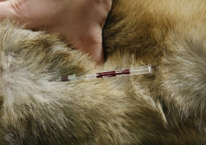 živali krzno injekcija | Foto: Reuters