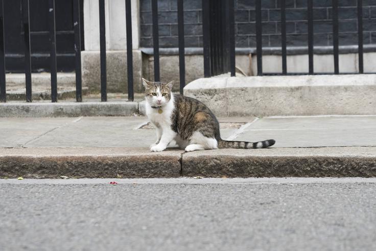 maček Larry | Foto: Guliverimage