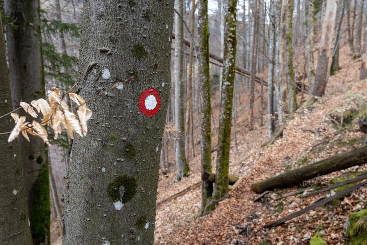 Ko smo enkrat na grebenu Ledinskega griča, ni težko slediti markirani planinski poti. | Foto: Matej Podgoršek
