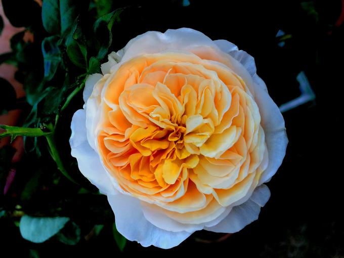 najdražje rože | Foto: Thinkstock