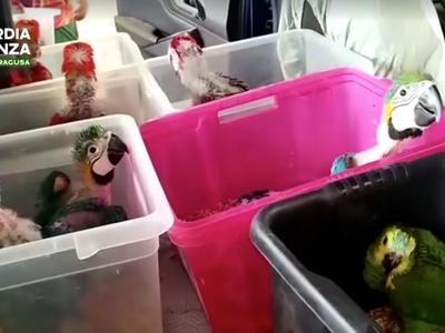 Rešili so jih iz rok tihotapca: papige in želve skrival v avtomobilu #video