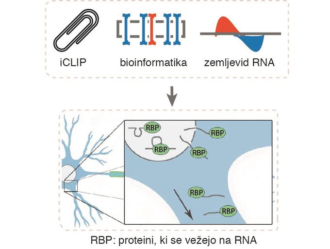Znanstveniki in raziskovalci bodo v okviru projekta raziskovali, kako regulacija molekul RNA prispeva k razvoju možganov. | Foto: Kemijski inštitut