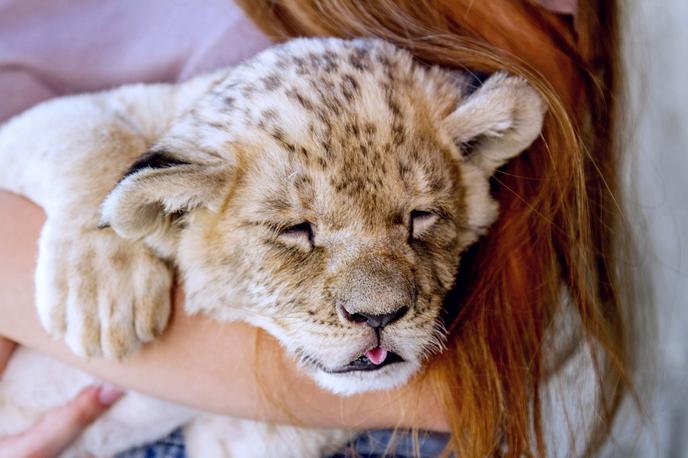 Levji mladič | Oba Srba so osumili kaznivih dejanj, živali pa sta že na varnem. | Foto Shutterstock