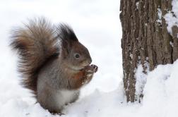 Zakaj so veverice nevarnejše od hekerjev