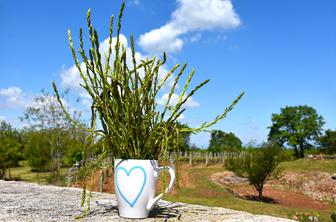 Divji šparglji: kje rastejo, kako jih nabirati in kako pripraviti
