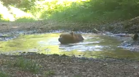 Kamera v divjini ujela medveda. Kaj počne? #video