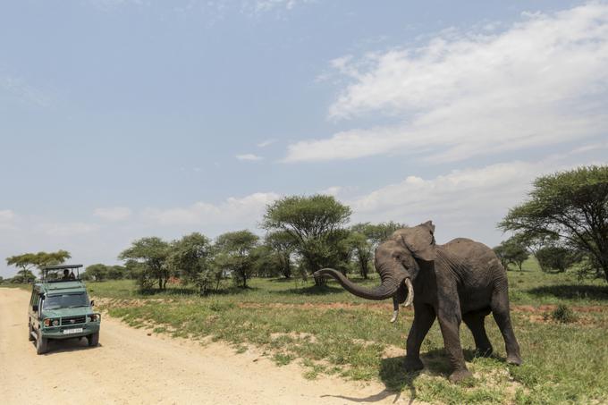 Nübel bo to poletje izpustil načrtovani obisk Tanzanije. | Foto: Guliverimage