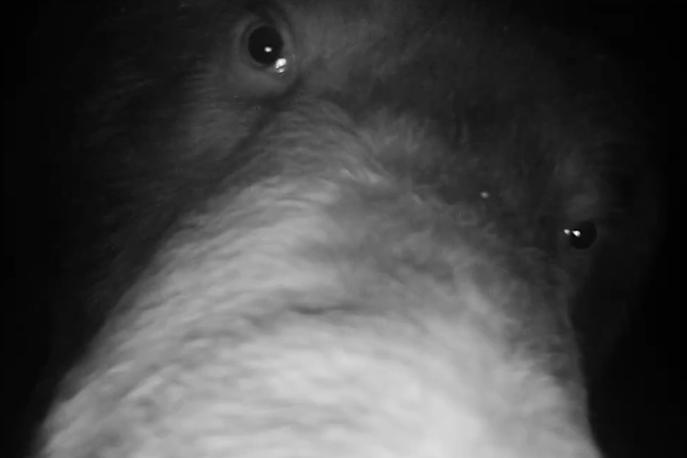 osumljenec, medo, medved | Rjavi medved je premaknil stacionarno kamero, nato pa odhlačal v gozd. | Foto YouTube/posnetek zaslona