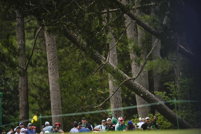 golf Augusta drevesa | Foto: AP / Guliverimage