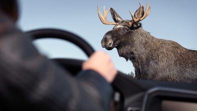 Volvo poslal avtopilota na losov test