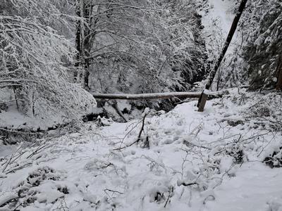 Zaradi snegoloma še vedno nekaj težav na elektroomrežju v Šentilju in Halozah