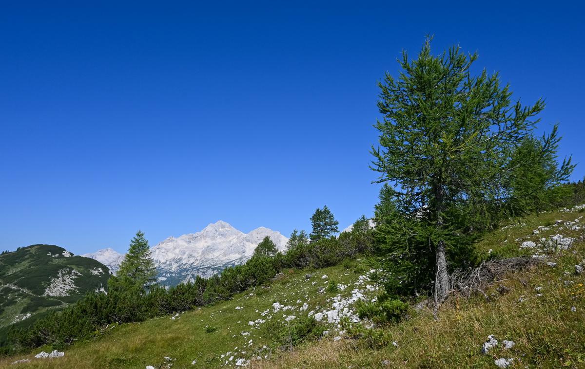 Mrežce | Na robu Pokljuke se nam s severnih vrhov, kot je denimo Mrežce, odpre čudovit pogled proti Triglavu. | Foto Matej Podgoršek