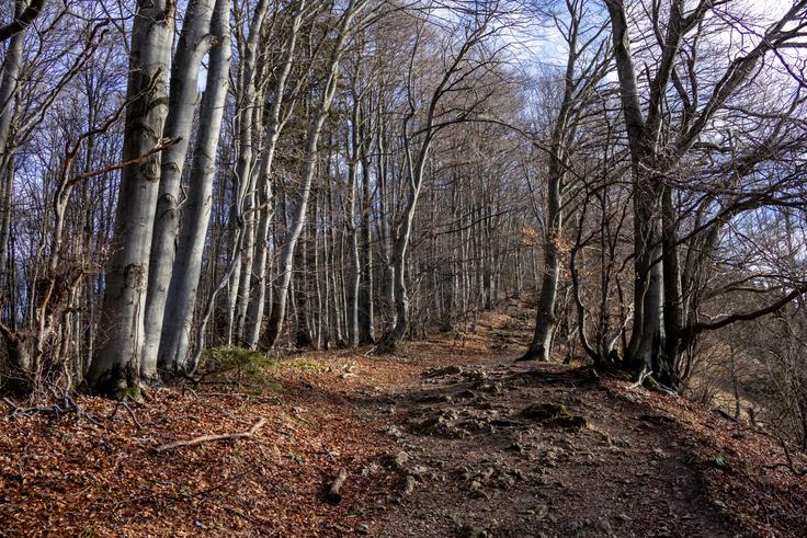 Zadnjih 20 minut vzpona poteka po bolj sončnem grebenu Čemšeniške planine. | Foto: Matej Podgoršek