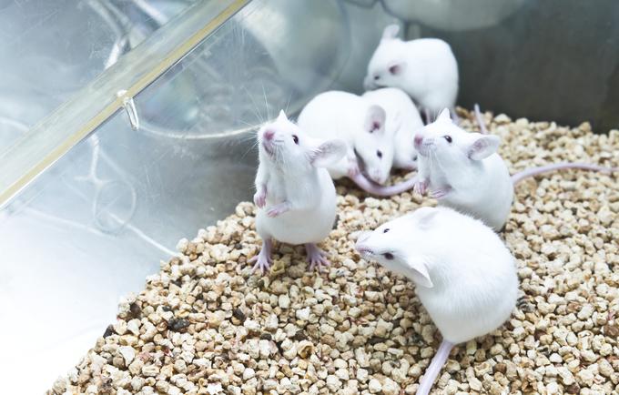 Poskusi na miših so za zdaj pokazali, da je cepivo virusu preprečilo, da se namnoži v njihovih pljučih.  | Foto: Getty Images
