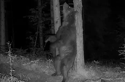 Nočna kamera ujela zanimivo početje največje zveri v Sloveniji #video