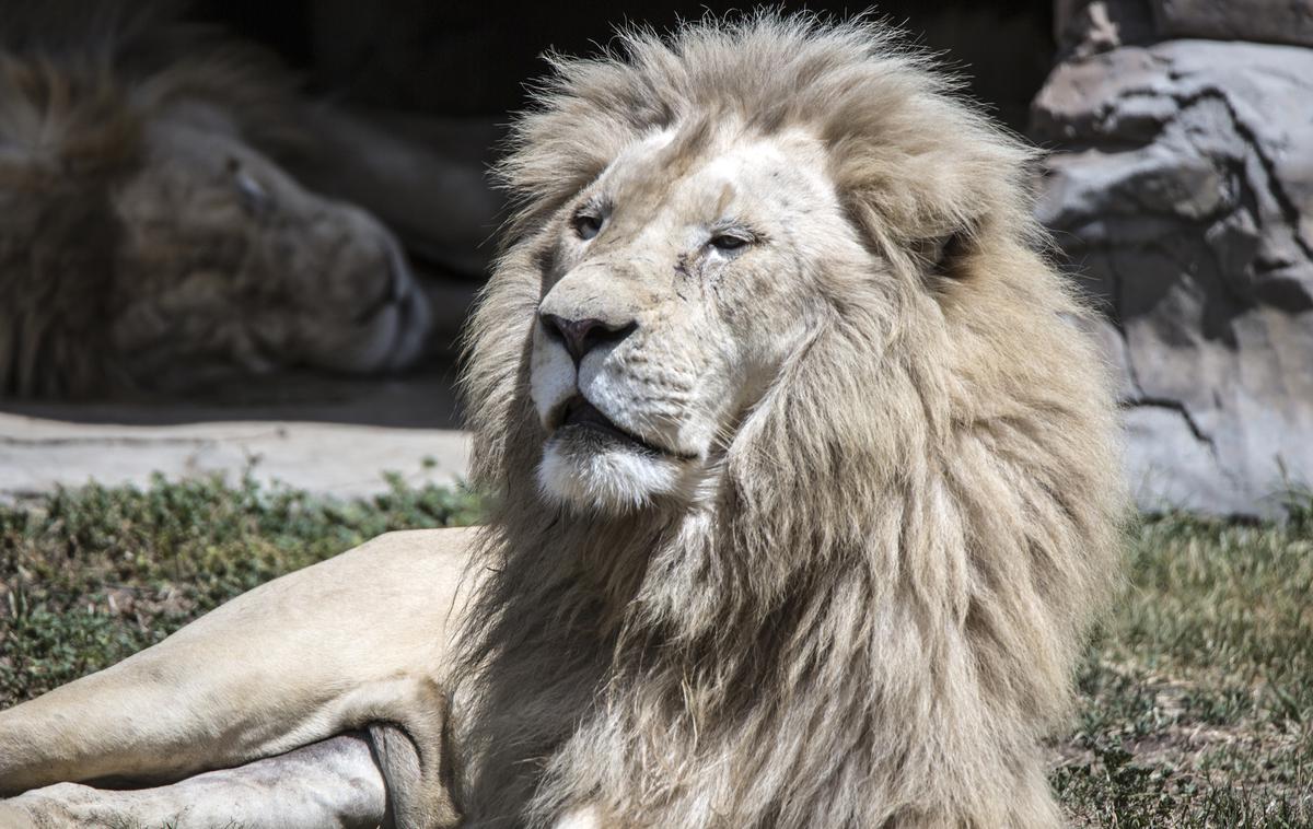 Lev, živalski vrt | Foto Thinkstock