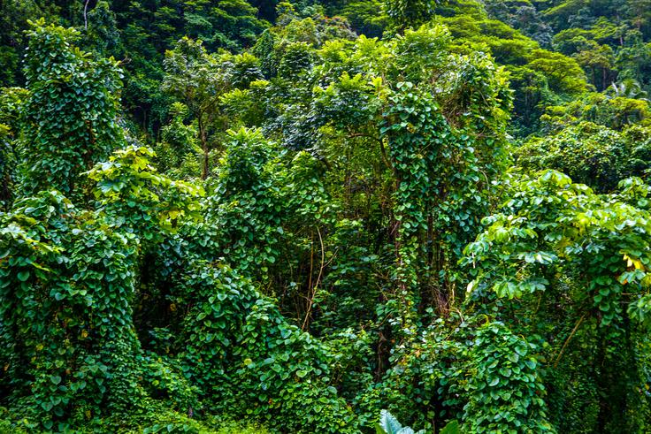 Več ogljikovega dioksida je pomenilo tudi več fotosinteze in bujne vegetacije. Fotografija je simbolična. | Foto: Shutterstock