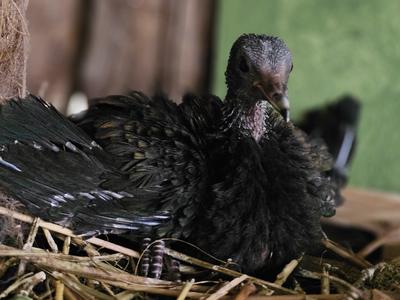 V Tropski hiši v Celju se je izlegel prvi mladič nikobarskega goloba