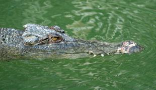 Po domnevnem napadu krokodila v potoku iščejo pogrešano dekle