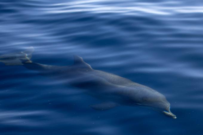 delfin | Foto: Ana Kovač