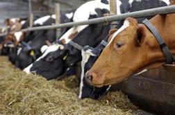 Opozorilo: nova bolezen norih krav in ljudje, ki niso čisto "človeški"