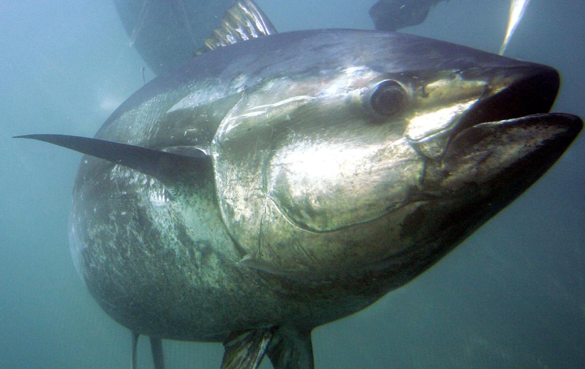 Tuna | Foto Guliverimage