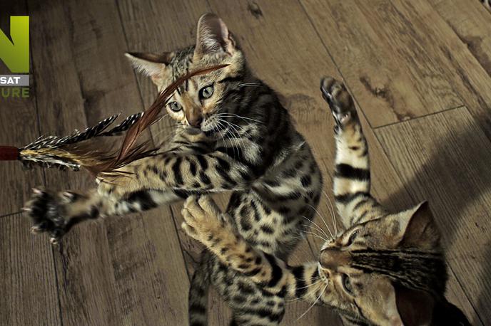 Oktober na Viasat Nature | Priljubljena, prikupna in poučna dokumentarna serija Ljubljenčki: Divji v srcu vam bo predstavila naše najbližje živalske spremljevalce v njihovi pravi luči. | Foto BBC Studios
