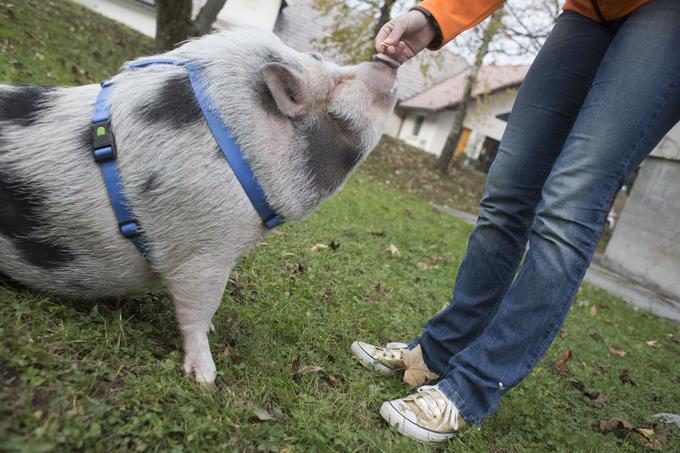 Škofjeločani so se na Arturja že navadili. Starejše gospe mu hitro namenijo kak priboljšek, otroci iz vrtcev in osnovne šole ga kličejo z naklonjenostjo, najstniki pa ga pošiljajo v koline. | Foto: Matej Leskovšek