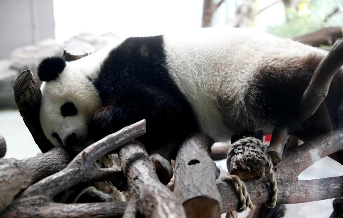 panda Meng Meng | Foto: Reuters