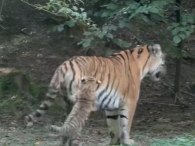 Male tigrice v ljubljanskem ZOO navdušujejo z nagajivimi vragolijami #video
