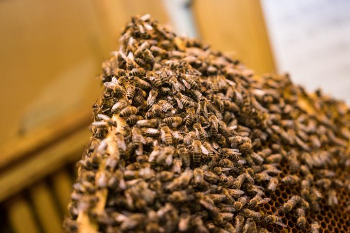 Čebelarji so v preteklih letih med točili že okoli prvega maja ali še prej, letos pa ugotavljajo, da cvetličnega medu morda sploh ne bo. | Foto: Matjaž Vertuš