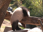 pandice, ZOO, Berlin