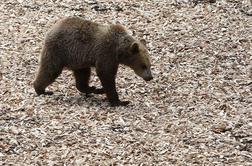 Po navedbah strokovnjakov napadi medvedov na človeka v splošnem redki
