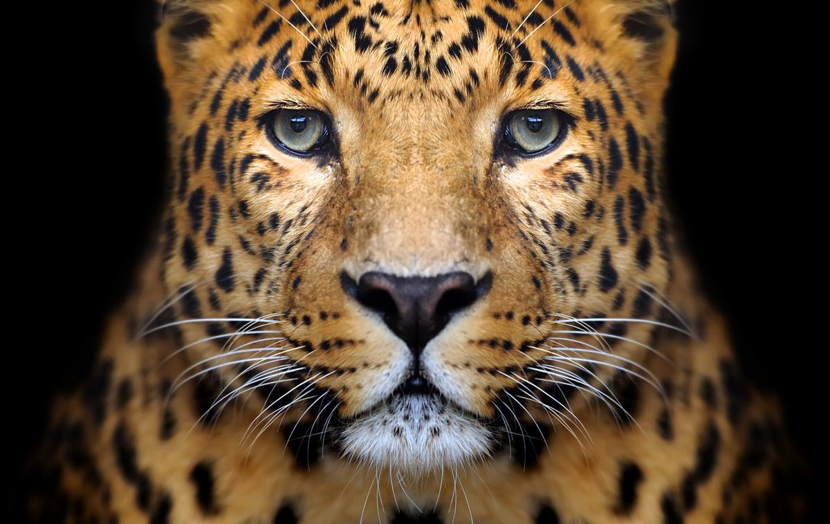 Leopard | Foto Thinkstock