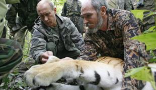 "Putinov vohun", sibirski tiger Kuzia, prebegnil na Kitajsko