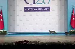 Tri mačke, ki so na G20 zasenčile Obamo in Putina (video)